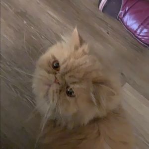 Meet your Posher, Brenda